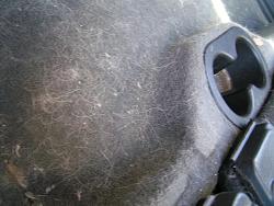 Best way to rid your car of dog hair - ClubLexus - Lexus Forum Discussion