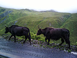 What is the craziest, twistiest, tightest, two lane mountain road you've ever driven-2015-07-01-6382_edited.jpg