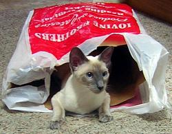 Ft.Lauderdale Meet 05/24/09 - Information and Directions inside!-cat-out-the-bag.jpg