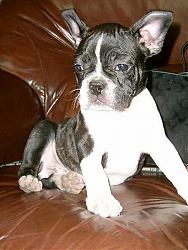 FS: boston terrier / french bulldog mix puppy-s3600088.jpg