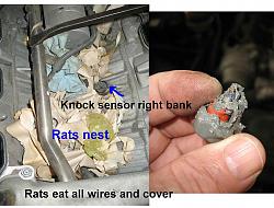 Have you ever changed the knock sensors?-rats-nest-1.jpg