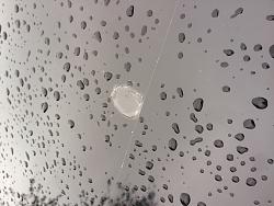 Clear coat peeling - What can I do? - ClubLexus - Lexus Forum