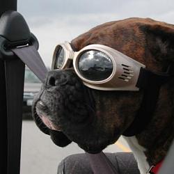 Newb looking at trading BMW for IS350...few quick questions.-doggles1.jpg