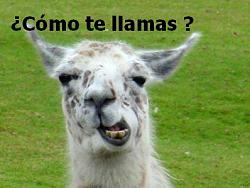 llamaboiz final v2.0-1246378663412.jpg