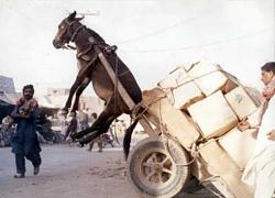 Post Pics of Your Other Cars...-ol-donkey-cart.jpg