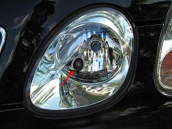 DRL Bulbs-img_0052-cl.jpg