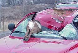 I Hit A Deer-LS430!-deer-wreck.jpg