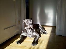 Cane Corso Pups-dog1.jpg