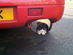 Weird sound and very sluggish-car-with-cat-in-muffler.jpg