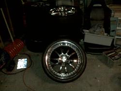 damn im sittin to chunky 18x10 +??? lowenhart tiger and bears-img00036.jpg