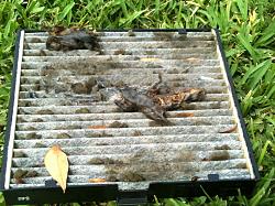 Help!  Dead Rotting Animal in Air Vent System!-lexus-dead-rat-babies-cabin-air-filter-07.22.2013.jpg