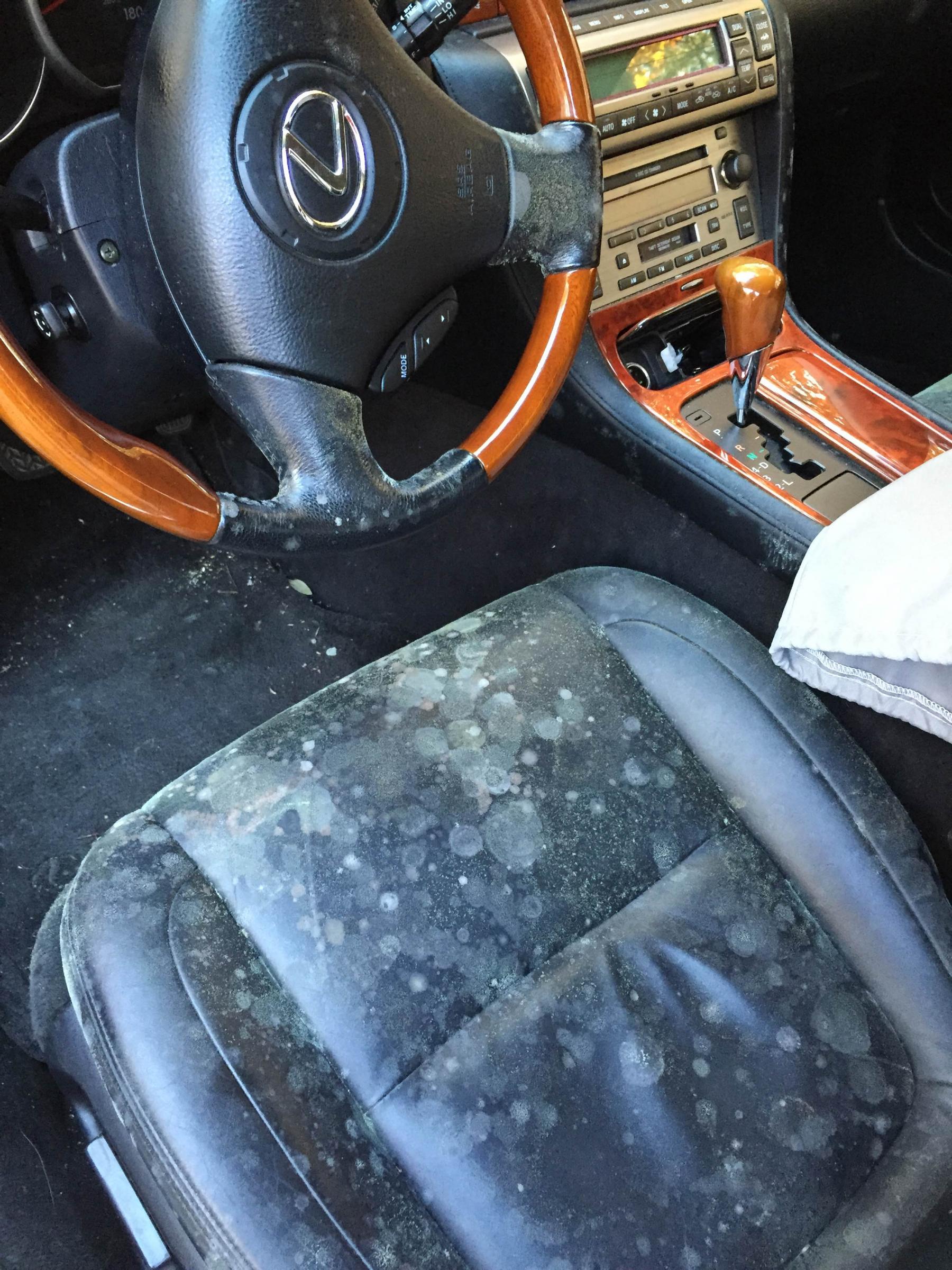 Moldy interior Leather?!?! - ClubLexus - Lexus Forum Discussion