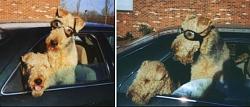 Aftermarket REAR SEAT cover/shelf for DOG (Merged)-doggles.jpg