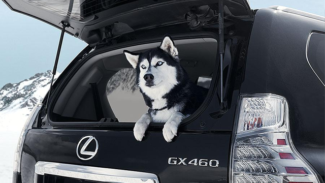 7 Dogs Enjoying Their Favorite Lexus